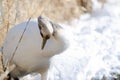 Juvenile red-crowned crane preening Royalty Free Stock Photo