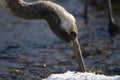 Juvenile red-crowned crane searching for food Royalty Free Stock Photo