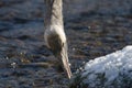 Juvenile red-crowned crane searching for food Royalty Free Stock Photo