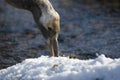 Juvenile red-crowned crane searching for food Royalty Free Stock Photo