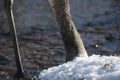 Juvenile red-crowned crane searching for food Royalty Free Stock Photo