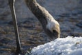 Juvenile red-crowned crane searching for food Royalty Free Stock Photo