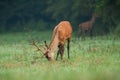 Juvenile red deer grazing on meadow in summer morning. Royalty Free Stock Photo