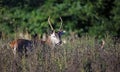 Juvenile red deer stag foraging for food Royalty Free Stock Photo