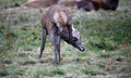 Juvenile red deer stag foraging for food Royalty Free Stock Photo