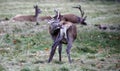 Juvenile red deer stag foraging for food Royalty Free Stock Photo