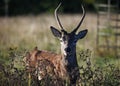 Juvenile red deer stag foraging for food Royalty Free Stock Photo