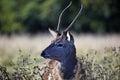 Juvenile red deer stag foraging for food Royalty Free Stock Photo