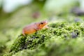 Eastern Spotted Newt, Red eft salamander on green moss Royalty Free Stock Photo