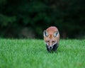 Juvenile Red Fox Royalty Free Stock Photo