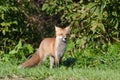 Juvenile Red Fox