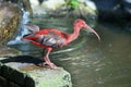 Juvenile Red and Gray Scarlet Ibis Bird standing on stone on water pond background on sunny summer day close up