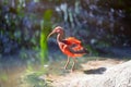 Juvenile Red and Gray Scarlet Ibis Bird standing on stone on water pond background on sunny summer day close up