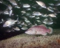 Juvenile Red Grouper - Tomtate Fish School Royalty Free Stock Photo