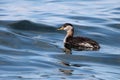 Juvenile Red-necked Grebe Royalty Free Stock Photo