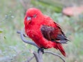 A juvenile red parrot on display in a captive environment.