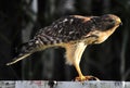 Juvenile Red Shoulder Hawk