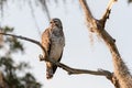 Juvenile Red-Shouldered Hawk on branch