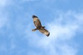 Juvenile Red-tailed Hawk Royalty Free Stock Photo