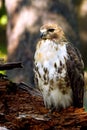 Red-Tailed Hawk Perched On A Fallen Tree. Royalty Free Stock Photo