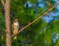 Juvenile red tailed hawk Buteo jamaicensis Royalty Free Stock Photo