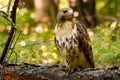 Red-Tailed Hawk with Clenched Talon. Royalty Free Stock Photo