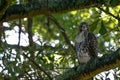 Red tailed hawk perched in a neighborhood tree Royalty Free Stock Photo