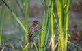 Juvenile Red winged blackbird ` Agelaius phoeniceus `