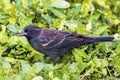 Juvenile Red-winged Blackbird Eating On The Ground