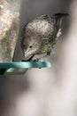 Juvenile red winged blackbird at feeder Royalty Free Stock Photo