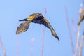 Juvenile Red-winged Blackbird In Flight