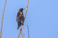 Juvenile Red-winged Blackbird Perched On A Stem