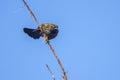 Juvenile Red-winged Blackbird Ready To Take Flight Royalty Free Stock Photo