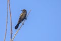 Juvenile Red-winged Blackbird On A Thin Branch, Looking Back