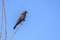 Juvenile Red-winged Blackbird On A Thin Branch
