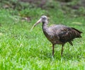 A Juvenile Rednap ibis looking into the camera Royalty Free Stock Photo