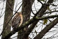 Juvenile redtail hawk