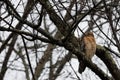 Juvenile redtail hawk Royalty Free Stock Photo