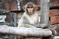 Juvenile Rhesus macaque (Macaca mulatta) resting : (pix Sanjiv Shukla) Royalty Free Stock Photo
