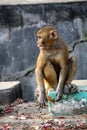 Juvenile Rhesus macaque (Macaca mulatta) resting : (pix Sanjiv Shukla) Royalty Free Stock Photo