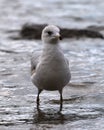 Juvenile Ring-billed Gull Royalty Free Stock Photo