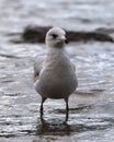 Juvenile Ring-billed Gull