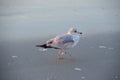 Juvenile ring-billed gull on beach at sunrise.