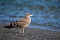 Ring-billed gull Larus delawarensis