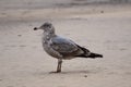 Juvenile Ring-Billed Gull Royalty Free Stock Photo