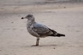 Juvenile Ring-Billed Gull