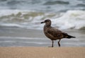 Juvenile Ring-Billed Gull