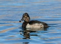 Juvenile Ring-necked duck portrait