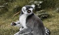 Juvenile ring-tailed lemur in a lush outdoor setting, its gaze directed outward