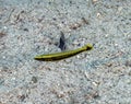 A juvenile Ring Wrasse (Hologymnosus annulatus) in the Red Sea